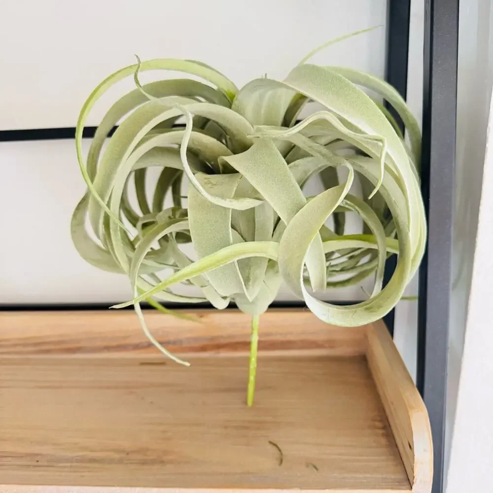 NEW POTTERY BARN Mint Green Faux Air Plant Tillandsia Tabletop Decor Display